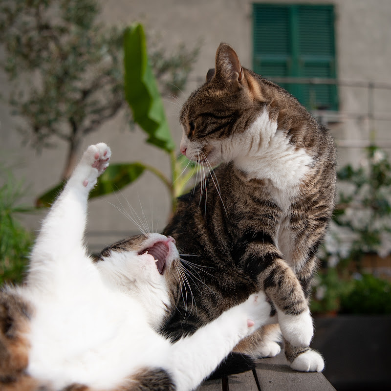 E' l'ora delle botte.... di loredana de sole