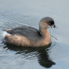 Pied-billed grebe