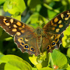 Speckled wood