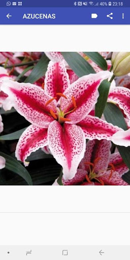 Imágenes con Flores Preciosas - v1.0