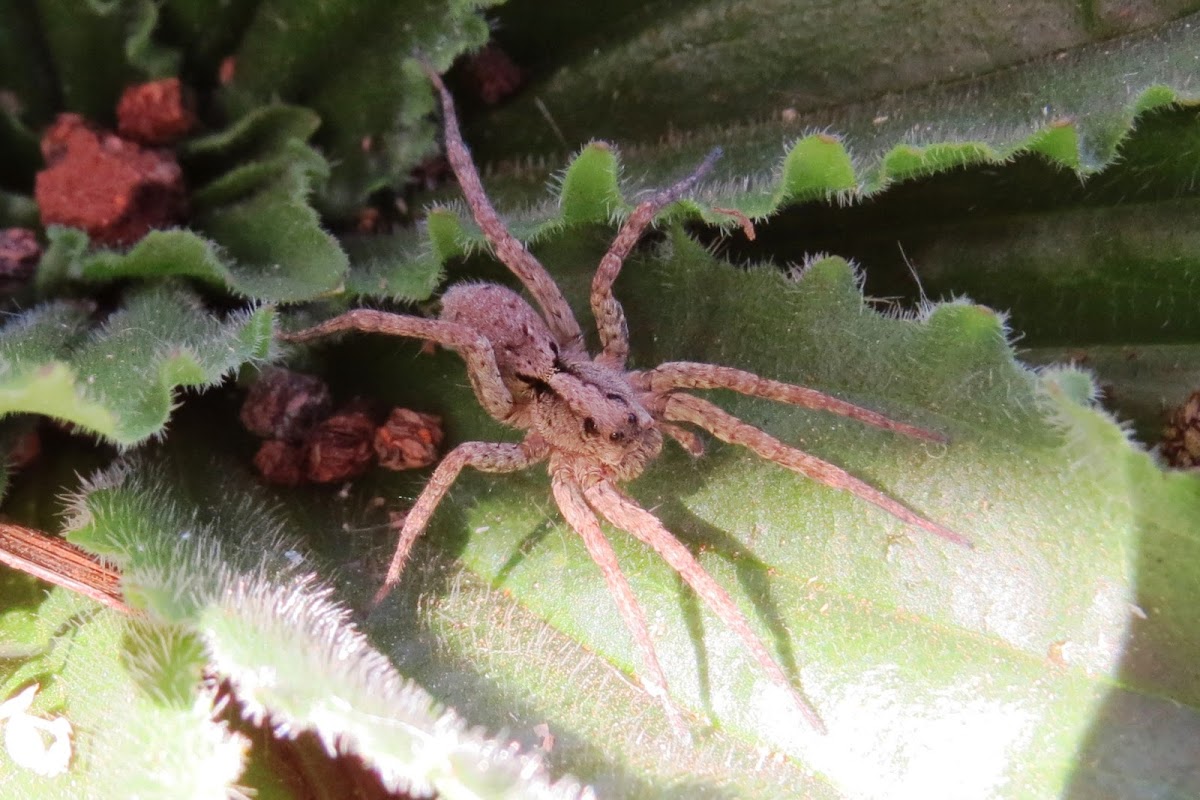 wolf spider