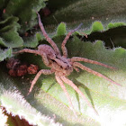 wolf spider