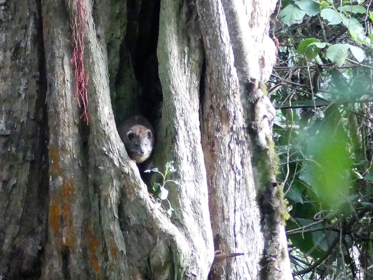 Southern Tree Hyrax