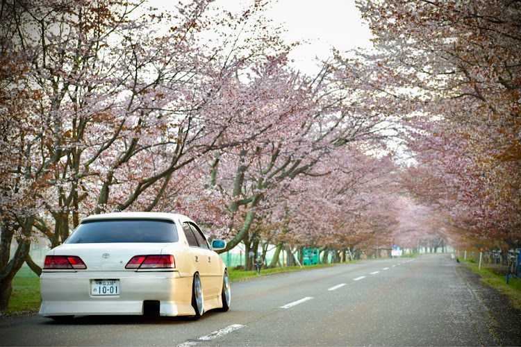 クレスタの桜🌸・未公開集・優駿さくらロード・千本桜並木・早朝撮影に関するカスタム事例の投稿画像2枚目