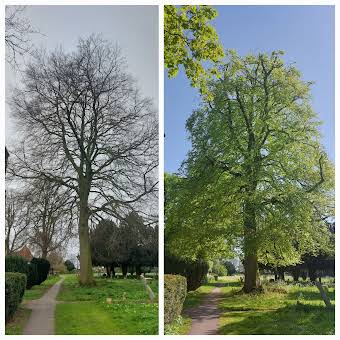 Tree surgery pictures album cover