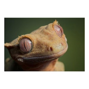 COMPLETE GUIDE CRESTED GECKO logo