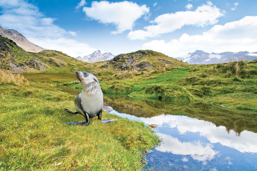 An Antarctic fur seal looks for its companions at Stromness Harbor on South Georgia.
