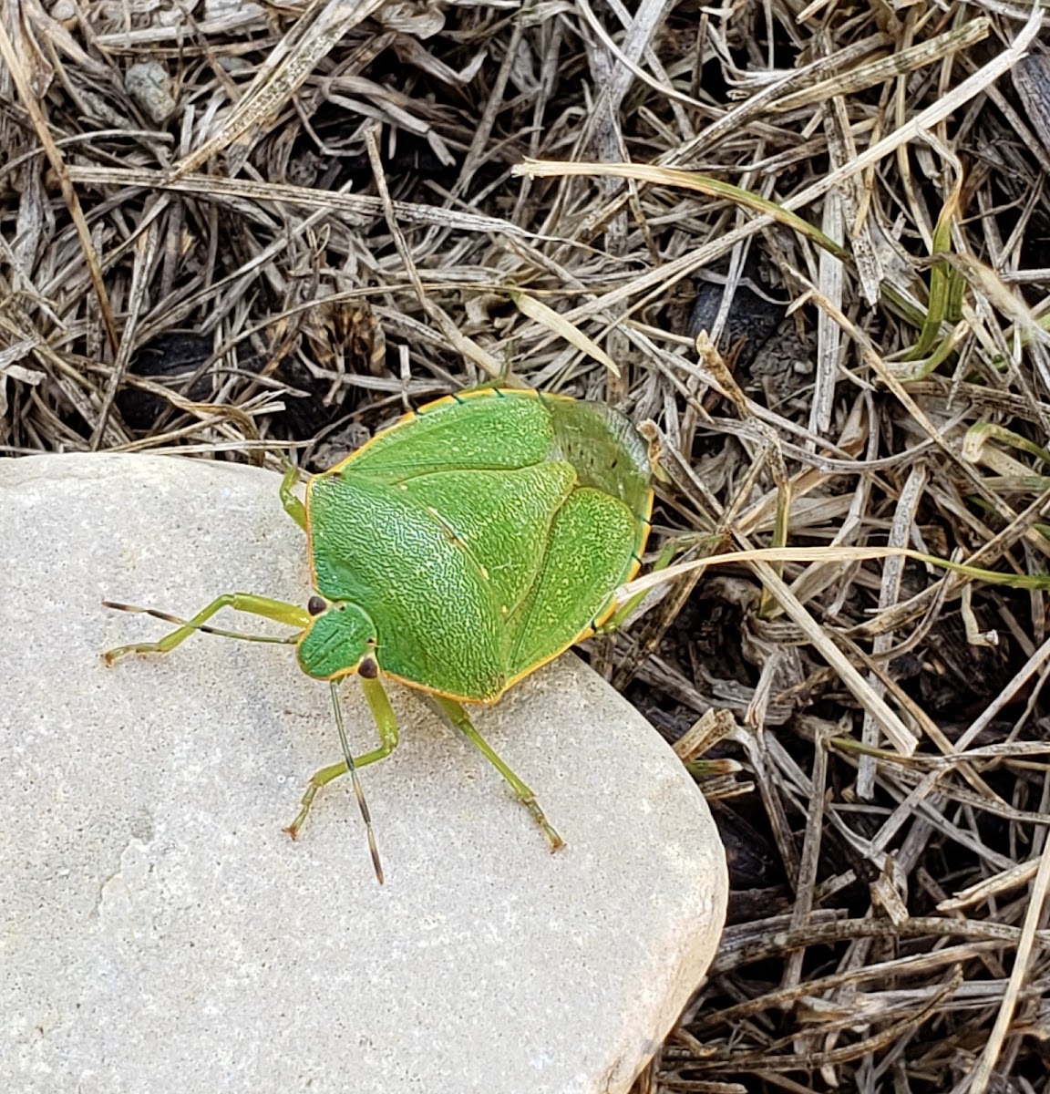 Green Stink Bug