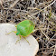 Green Stink Bug