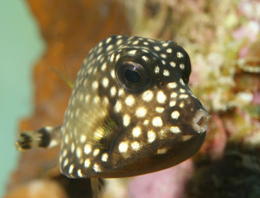 bonaire-tropical-fish.jpg - A tropical fish shows off its spots in a coral reef in Bonaire. 