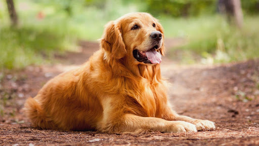 Golden Retriever Wallpaper