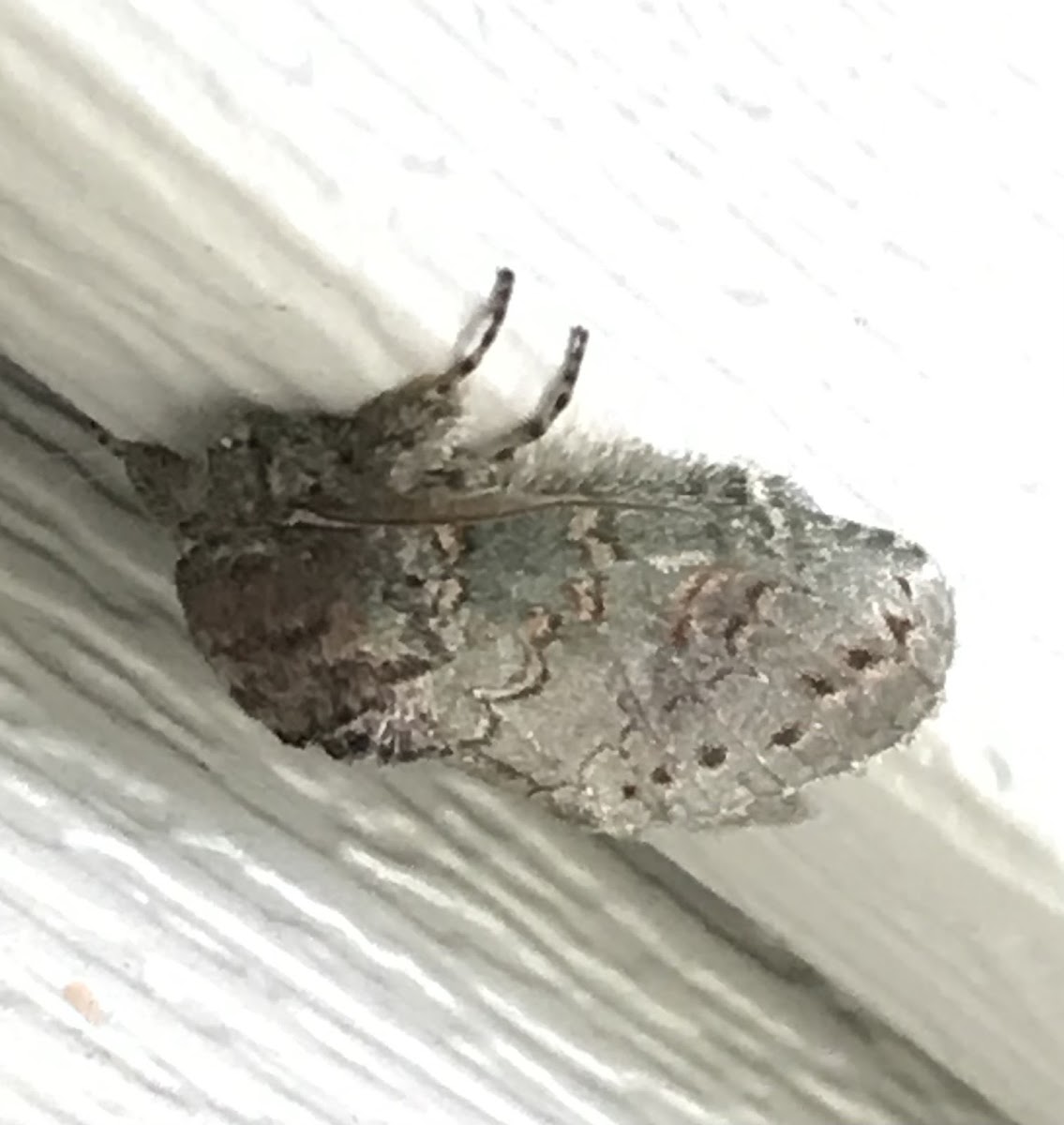 Wavy lined herterocampa moth