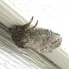 Wavy lined herterocampa moth