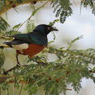 Superb Starling