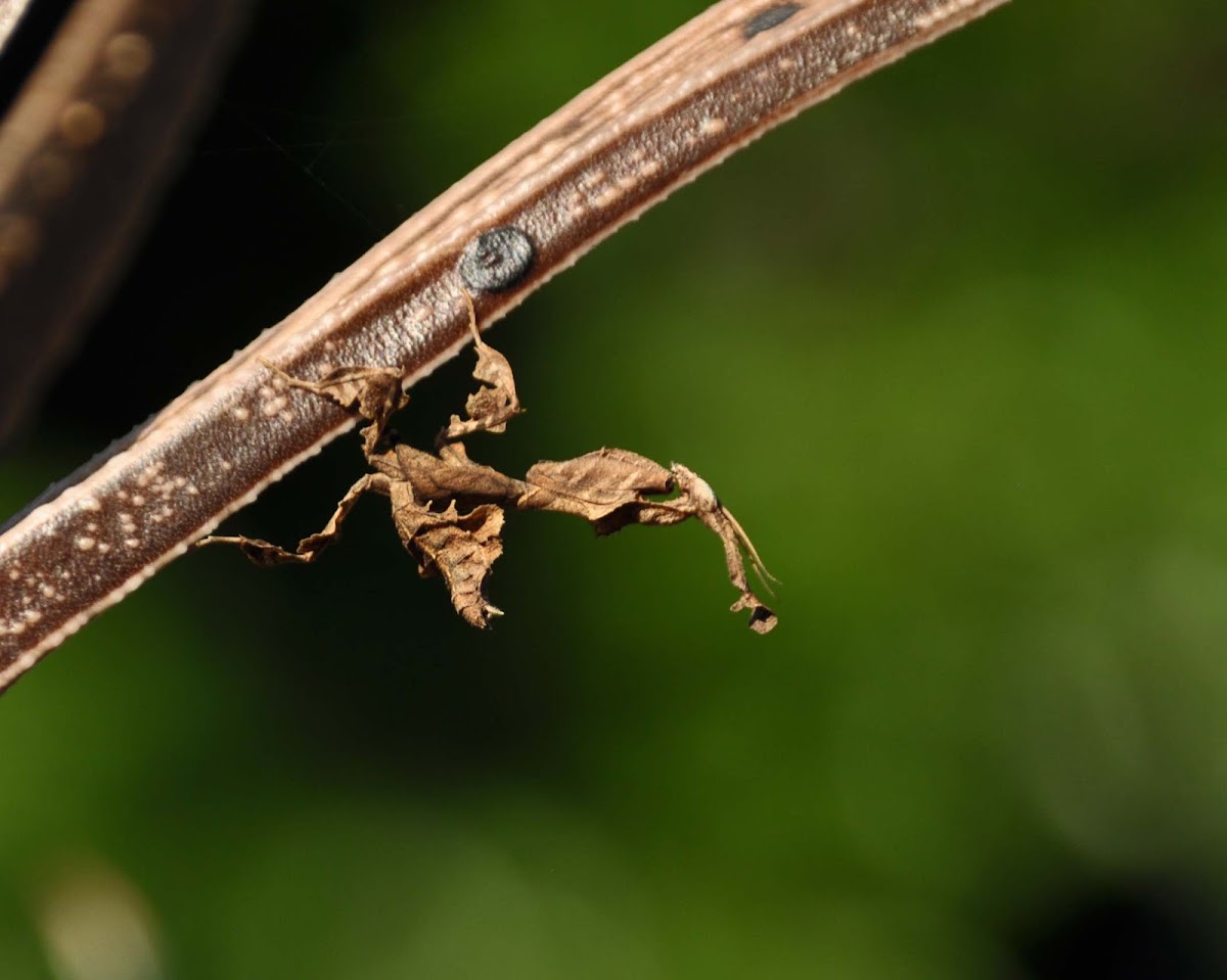 Leaf Mantid