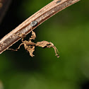 Leaf Mantid