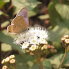 Pea Blue Butterfly on Goatweed