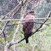 Crested Serpent Eagle