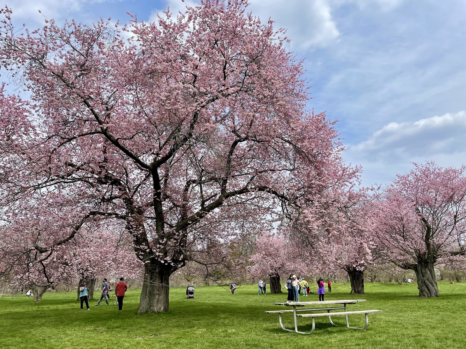 cherry blossoms ontario