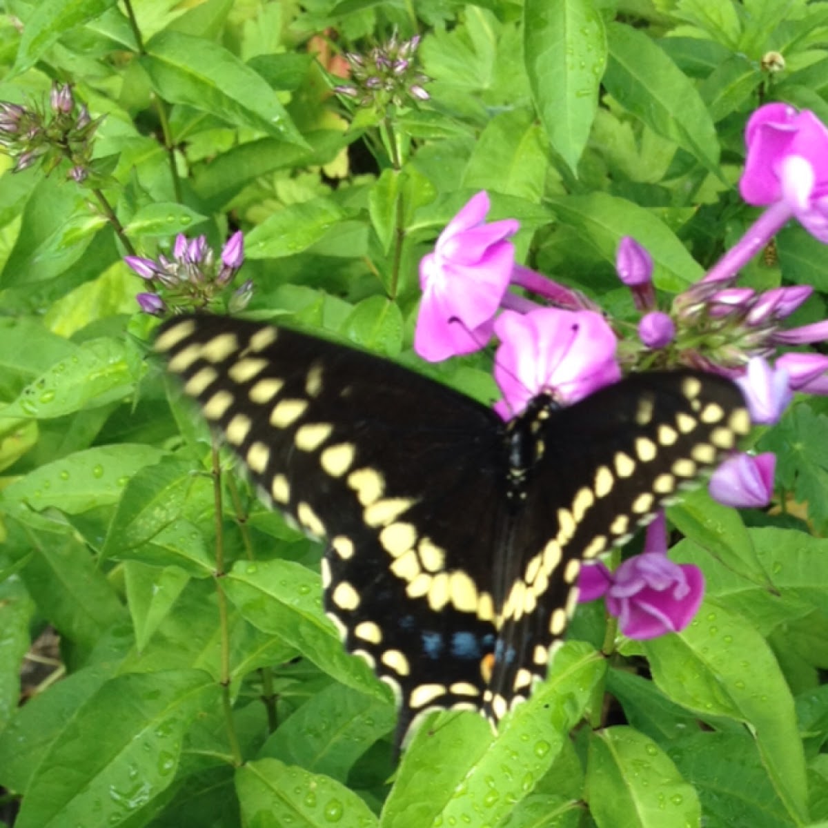 Black Swallowtail