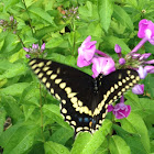 Black Swallowtail