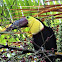 Yellow throatedToucan