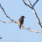 House Sparrow; Gorrión Común