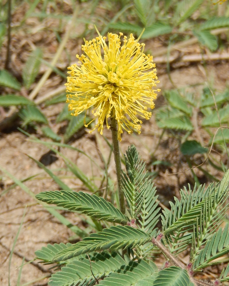 Yellow Puff