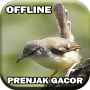 Master Prenjak Juara Gacor  Icon