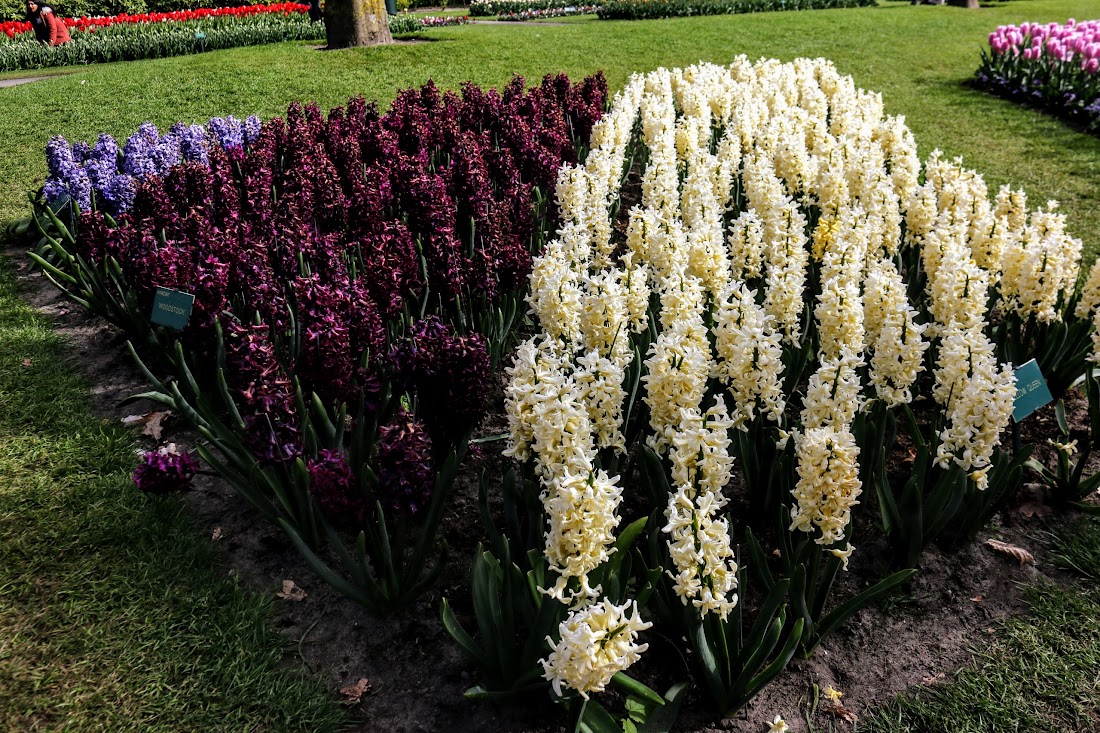 Парк Keukenhof, Ouddorp и Rotterdam "на закуску" - апрель 2017