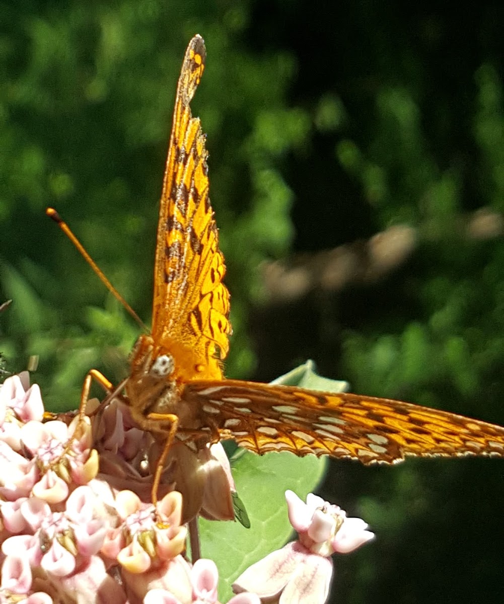 Great Spangled Fritillary?