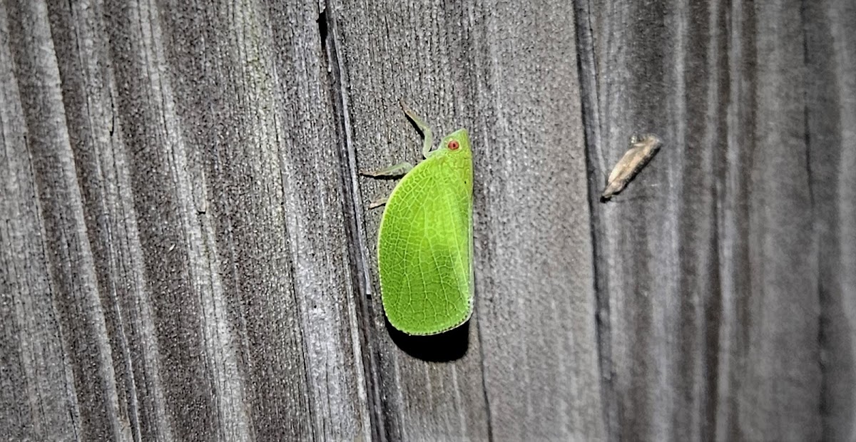 Green Cone-Headed Planthopper