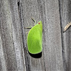 Green Cone-Headed Planthopper