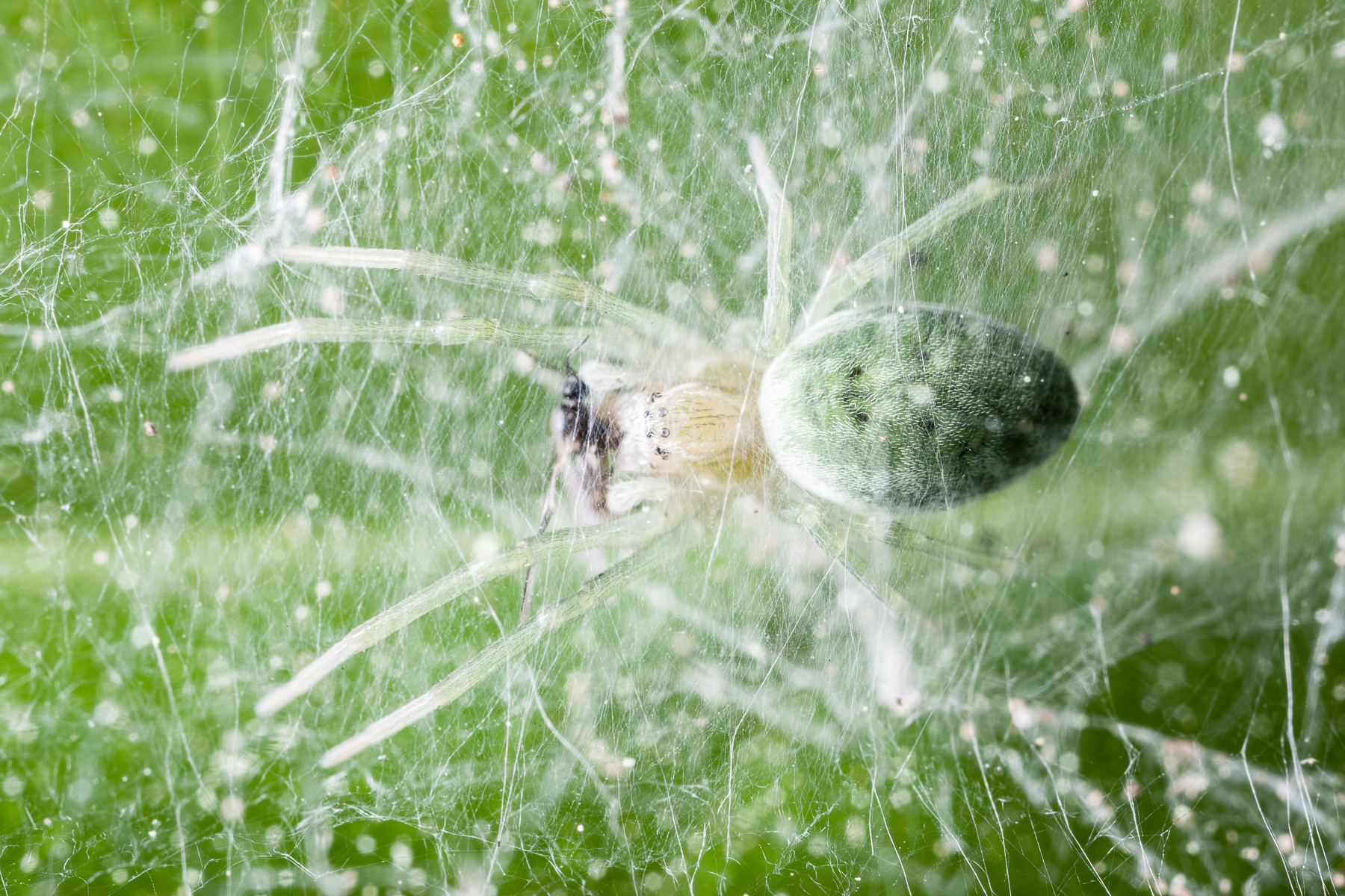 Ragno che mangia una mosca di Dario Lo Presti