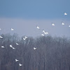 American White Pelican