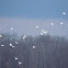 American White Pelican