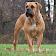 Boerboel Wallpapers icon