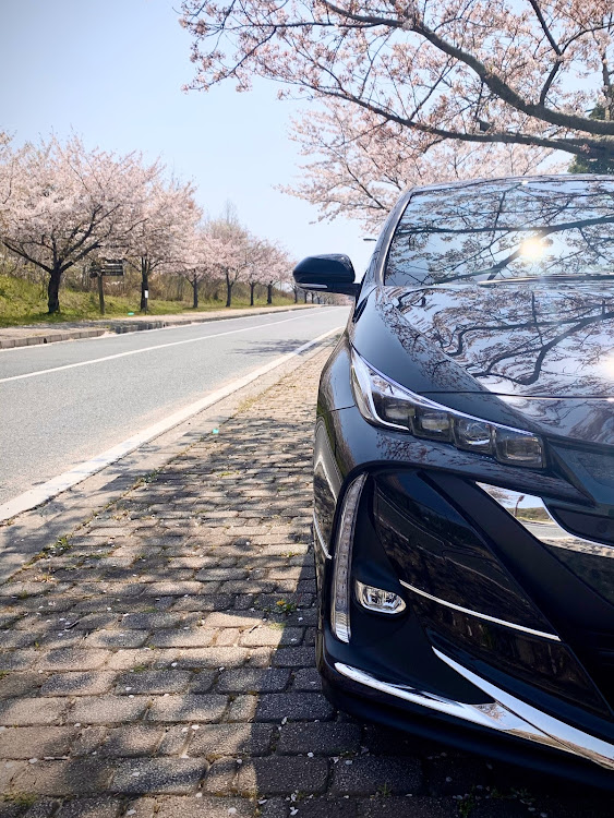 プリウスPHVの桜と愛車・カメ活練習・コロナウイルスに負けるなに関するカスタム事例の投稿画像1枚目