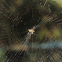 Trashline Orbweaver Web