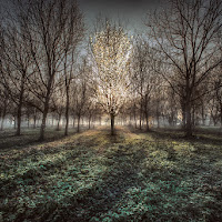 Nel bosco magico di 