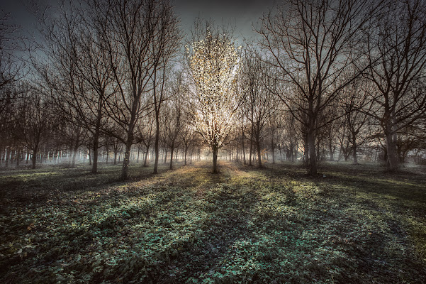 Nel bosco magico di bi