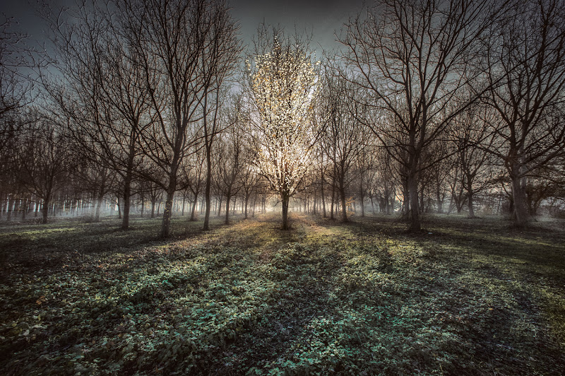 Nel bosco magico di bi