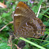 Himalayan Scarce Woodbrown