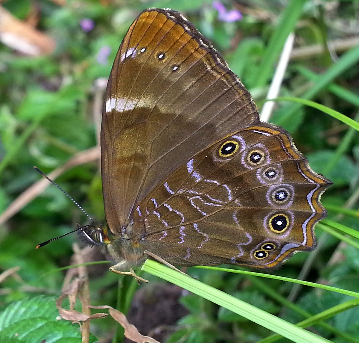 Himalayan Scarce Woodbrown