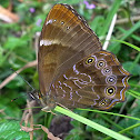 Himalayan Scarce Woodbrown