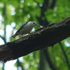 White-breasted Nuthatch