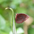 Common PalmFly