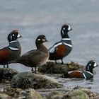 Harlequin duck