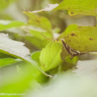 GLyphodes bicolor 二斑絹絲野螟