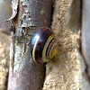 White-Lipped Snail